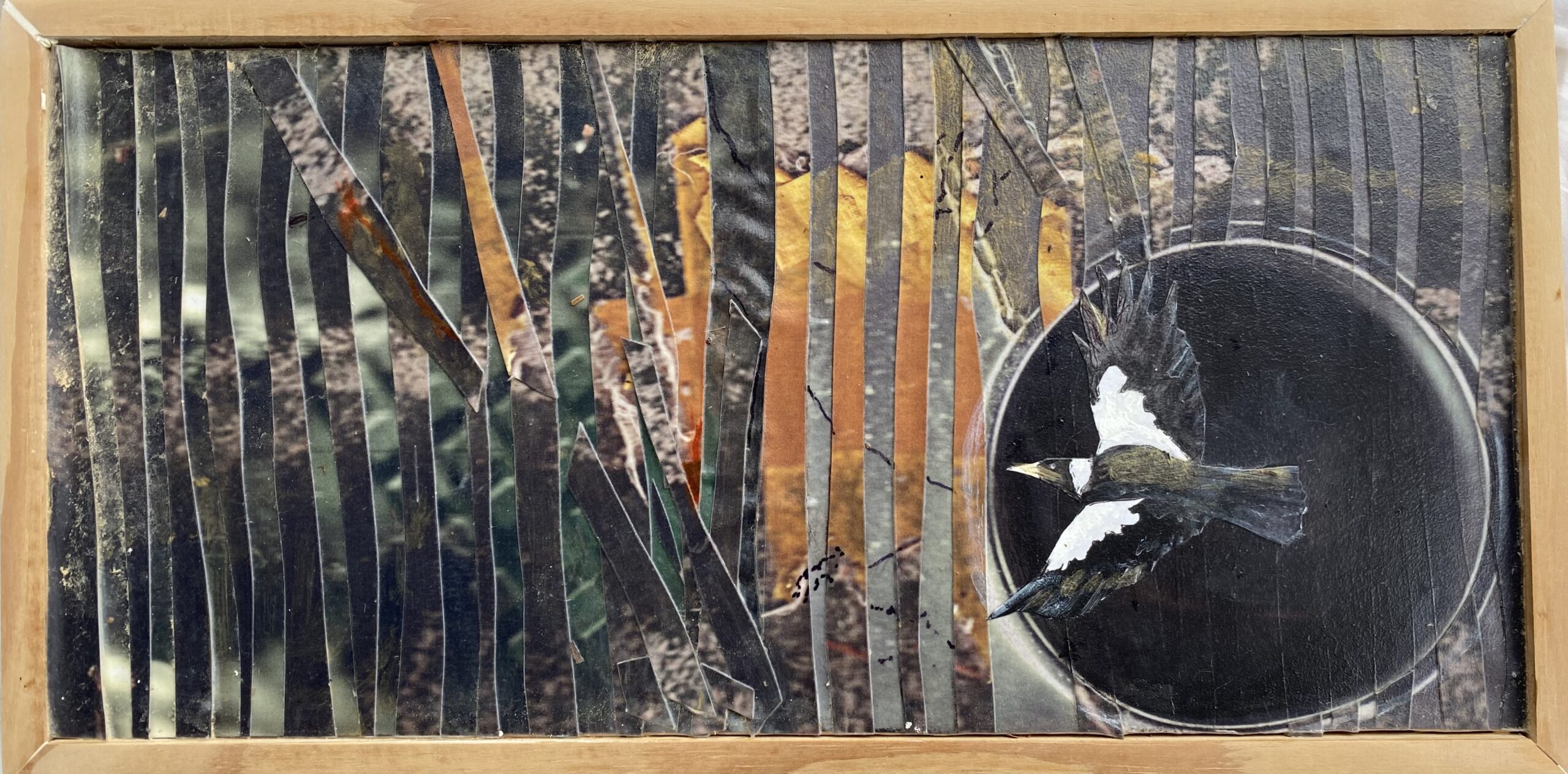 Black Back Stromlo : 43cm x 22cm  : mixed media on board : SOLD